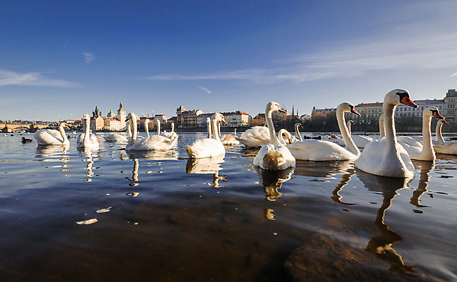 포토 JPG 해외이미지 유럽 문화 여행 겨울 건축양식 조류 하늘 아침 사람없음 건물 물 빛 강 태양 일출 봄 가을 도시 백조 전차 체코 프라하 해외202004 해외포토 주간 자연요소 동물 건축물 계절 건축 나라 육상교통 대중교통 노을 파일형식 이미지허브