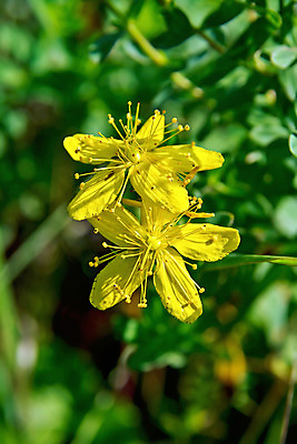 포토 JPG 해외이미지 식물 꽃 음식 잎 밭 다이어트 재료 자연 휴식 건강 사람없음 야외 세로 초록색 약 노란색 정원 들꽃 벚꽃 나뭇가지 신선 약초 허브 유기농 내추럴 채식주의자 세련 해외202004 해외포토 나무 웰빙 컬러 컨셉 농업 의학 풀_식물 생태계 채식 파일형식 이미지허브
