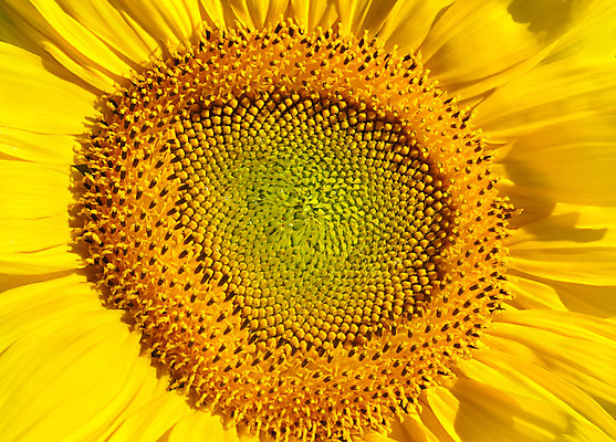 포토 JPG 해외이미지 식물 꽃 곤충 밭 자연 하늘 해바라기 풍경 사람없음 야외 여름 햇빛 맑음 수확 오스트리아 농부 벌 수집 알프스 먼지 꽃가루 꿀 바이에른 해외202004 해외포토 동물 직업 계절 유럽 농업 날씨 독일 태양 가루 생태계 파일형식 이미지허브