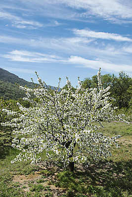 포토 JPG 해외이미지 나무 식물 구름 공원 꽃 유럽 여행 잎 농업 과일 자연 하늘 풍경 사람없음 봄 벚꽃 흰색 나뭇가지 화려 개화 스페인 4월 쇼 해외202004 해외포토 자연요소 계절 공공시설 나라 산업 컬러 컨셉 날짜 생태계 파일형식 이미지허브