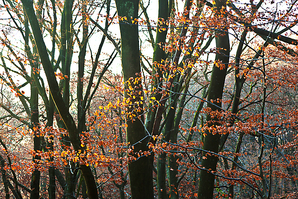 포토 JPG 해외이미지 나무 식물 계절 공원 잎 오렌지 자연 풍경 사람없음 야외 목재 빨간색 초록색 빛 햇빛 태양 갈색 노란색 평화 정원 광선 가을 나뭇가지 그룹 황금 숲 11월 질감 장면 10월 삼림지대 해외202004 해외포토 자연요소 공공시설 컬러 컨셉 과일 재료 날짜 생태계 파일형식 이미지허브