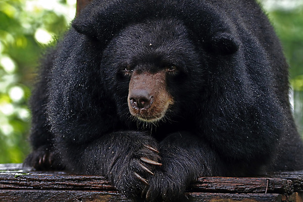 포토 JPG 해외이미지 동물 아시아 얼굴 야생동물 백그라운드 곰 포유류 자연 털 사람없음 검은색 힘 숲 위험 큼 무거움 이국적 해외202004 해외포토 나라 컬러 컨셉 신체부위 무게 크기 생태계 파일형식 이미지허브