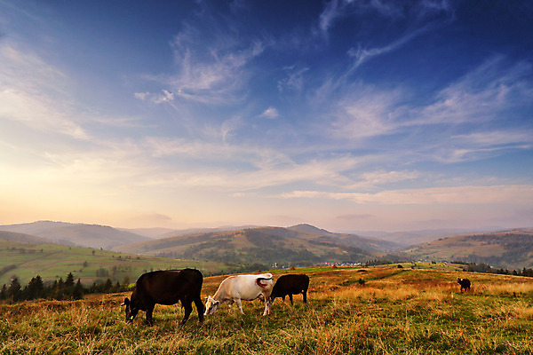 포토 JPG 해외이미지 동물 백그라운드 밭 농업 자연 하늘 산 뿔 풍경 사람없음 야외 초록색 여름 파란색 농장 갈색 머리 계곡 맑음 가축 소고기 우유 가을 흰색 시골 소 군중 방목 언덕 알프스 밭일 우크라이나 해외202004 해외포토 계절 유럽 산업 컬러 포유류 날씨 유제품 육류 사람 신체부위 축산업 생태계 파일형식 이미지허브