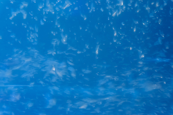 포토 JPG 해외이미지 바다 백그라운드 패턴 모션 자연 추상 사람없음 물 파란색 수중 거품 액체 호흡 아래 다이빙 가스 수족관 방광 산소 내추럴 깊이 여의주 효과 해외202004 해외포토 자연요소 컬러 무늬 수영 원소 비뇨기관 방향 생태계 위치 수중스포츠 파일형식 이미지허브