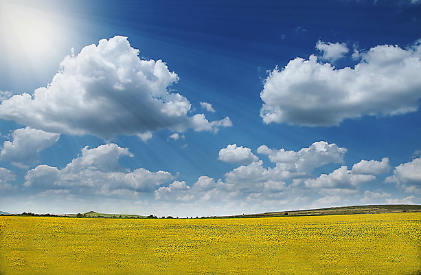 포토 JPG 해외이미지 식물 꽃 문화 지구 밭 농업 자연 하늘 해바라기 풍경 사람없음 야외 초록색 파란색 농장 노란색 맑음 활발 성장 시골 장면 흐림 해외202004 해외포토 산업 컬러 컨셉 날씨 생태계 파일형식 이미지허브