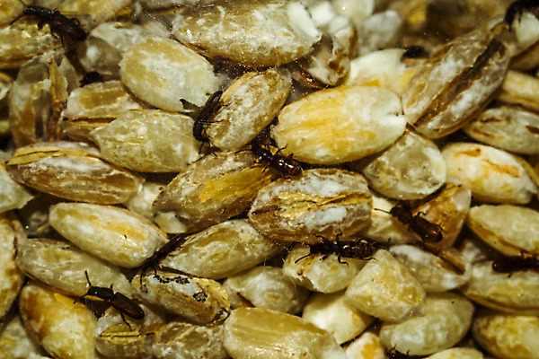 포토 JPG 해외이미지 동물 접시 아시아 문화 음식 곤충 백그라운드 다이어트 오렌지 태국 바나나 건강 요리 동양인 사람없음 목재 케이크 식사 튀김 식탁보 흰색 벌레 컵케이크 먹기 철 유기농 머핀 애벌레 메뚜기 점심식사 귀뚜라미 단백질 식용 위기 이국적 칼슘 핸드메이드 해외202004 해외포토 나무 식기 웰빙 나라 빵 컬러 과일 재료 모션 디저트 인종 영양소 파일형식 이미지허브