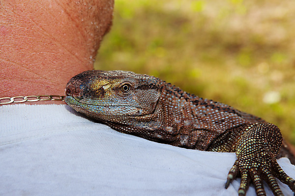 포토 JPG 해외이미지 동물 응시 파충류 포옹 자연 저울 종류 사람 사람없음 반려동물 컬러풀 갈색 모니터 검은색 우정 용 승차 어깨 도마뱀 육식동물 적재 발톱 이국적 정확 해외202004 해외포토 시선 컬러 컨셉 안기 모션 발 신체부위 친구 컴퓨터 생태계 파일형식 이미지허브