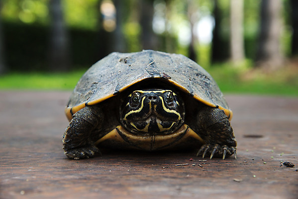 포토 JPG 해외이미지 동물 야생동물 파충류 자연 동양인 사람없음 머리 껍질 거북이 표범 내추럴 동물상 해외202004 해외포토 포유류 인종 신체부위 조형물 생태계 파일형식 이미지허브