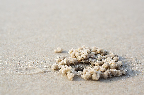 포토 JPG 해외이미지 동물 디자인 아시아 야생동물 어린이 모래 바다 섬 백그라운드 패턴 공 상상 자연 놀이 추상 주택 갑각류 사람없음 모래사장 갈색 노란색 사막 게 껍질 굴 점 원형 구멍 떨어짐 작음 낟알 질감 숨기 여의주 혼자 해외202004 해외포토 도형 나라 컬러 컨셉 무늬 모션 어패류 사람 건물 크기 생태계 파일형식 이미지허브