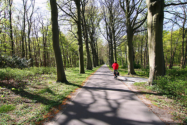 포토 JPG 해외이미지 나무 라이프스타일 공원 도로 길 여행 자연 건강 그림자 사람 사람없음 야외 자전거 봄 숲 주말 사이클링 선로 해외202004 해외포토 식물 계절 공공시설 교통시설 생활 바이크 육상스포츠 생태계 파일형식 이미지허브