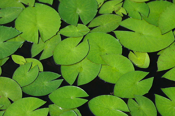 포토 JPG 해외이미지 모양 나무 식물 꽃잎 꽃 아시아 종교 선 백그라운드 잎 태국 자연 추상 연꽃 그림자 동양인 사람없음 초록색 환경 얼룩 해외202004 해외포토 나라 컬러 무늬 인종 생태계 파일형식 이미지허브