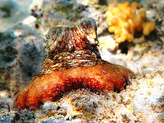 포토 JPG 해외이미지 동물 야생동물 바다 아프리카 자연 휴가 휴식 바닥 이집트 사람없음 물 여름 수중 수영 스노클링 산호 다이빙 문어 암초 팔 발견 깊이 동물상 이국적 해외202004 해외포토 자연요소 계절 나라 컨셉 연체동물 신체부위 조형물 수중동물 수상스포츠 자포동물 생태계 수중스포츠 파일형식 이미지허브