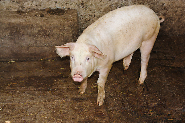 포토 JPG 해외이미지 동물 분홍색 농업 비즈니스 포유류 육류 돼지고기 사람없음 야외 농장 돼지 작음 코 투자 주둥이 기르기 해외202004 해외포토 산업 컬러 식재료 신체부위 크기 돌봄 파일형식 이미지허브