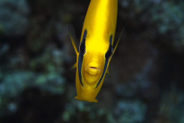 포토 JPG 해외이미지 동물 야생동물 바다 백그라운드 학교 자연 바닥 이집트 어류 사람없음 빨간색 초록색 물 파란색 빛 컬러풀 태양 환경 수중 광선 산호 아래 생태계 소금 부드러움 암초 대서양 내추럴 소금물 이국적 해외202004 해외포토 자연요소 교육 컬러 아프리카 수중동물 감각 자포동물 방향 위치 파일형식 이미지허브