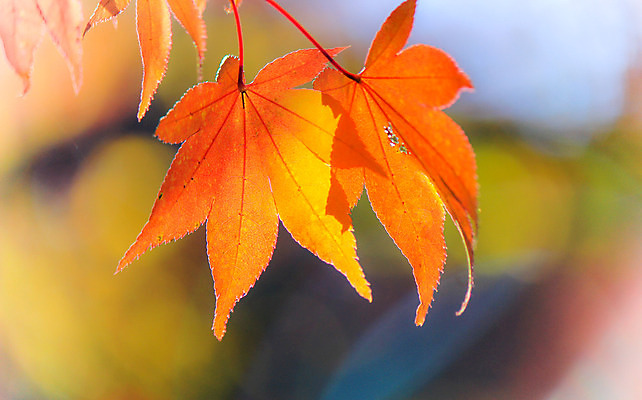 포토 JPG 해외이미지 나무 식물 계절 공원 실루엣 도로 여행 백그라운드 무지개 잎 패턴 자연 하늘 지붕 휴식 풍경 사람없음 빨간색 파란색 빛 컬러풀 햇빛 태양 정원 일본 활발 덮개 가을 나뭇가지 신선 보행로 닫기 숲 그늘 오솔길 강렬 해외202004 해외포토 자연요소 공공시설 아시아 길 컬러 컨셉 무늬 교통시설 모션 촬영기법 뚜껑 생태계 파일형식 이미지허브