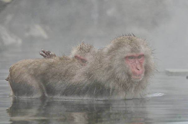 포토 JPG 해외이미지 나무 동물 공원 얼굴 야생동물 분홍색 조각 겨울 포유류 털 사람 사람없음 갈색 걷기 일본 얼음 봄 산책 추위 원숭이 표현 관찰 뜨거움 호기심 오르기 유인원 폭설 해외202004 해외포토 자연요소 식물 계절 공공시설 감정 아시아 컬러 컨셉 모션 휴식 눈_날씨 신체부위 자연재해 파일형식 이미지허브
