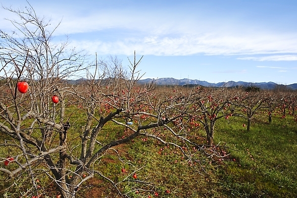 포토 JPG 해외이미지 나무 식물 계절 음식 백그라운드 잎 겨울 밭 다이어트 오렌지 과일 자연 하늘 디저트 건강 감 풍경 사람없음 야외 빨간색 파란색 태양 일본 중국 가을 흰색 나뭇가지 신선 원형 닫기 달콤 맛 먹기 묘사 유기농 내추럴 숙성 식용 해외202004 해외포토 자연요소 도형 웰빙 아시아 컬러 컨셉 농업 모션 생태계 파일형식 이미지허브