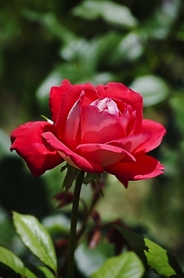 포토 JPG 해외이미지 식물 꽃 잎 자연 사람없음 여름 장미 정원 봄 벚꽃 나뭇가지 원예 내추럴 해외202004 해외포토 나무 계절 취미 생태계 파일형식 이미지허브