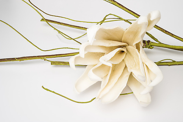 포토 JPG 해외이미지 식물 1 기념일 꽃잎 꽃 결혼 백그라운드 꽃무늬 자연 휴가 사람없음 장식 초록색 평화 성장 벚꽃 흰색 나뭇가지 오픈 신용카드 화려 우아함 순수 부드러움 내추럴 완벽 특별함 카피스페이스 동정 해외202004 해외포토 나무 컬러 컨셉 무늬 이벤트 금융 공백 감각 생태계 파일형식 이미지허브