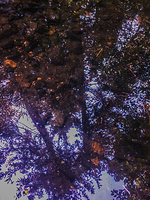 포토 JPG 해외이미지 나무 공원 호수 여행 백그라운드 자연 하늘 표면 아침 휴가 산 풍경 사람없음 야외 초록색 물 여름 파란색 빛 강 컬러풀 햇빛 반사 평화 일출 환경 침묵 일몰 봄 거울 연못 소나무 황무지 숲 신비 장면 내추럴 삼림지대 해외202004 해외포토 주간 자연요소 식물 계절 공공시설 컬러 컨셉 태양 노을 소리 생태계 파일형식 이미지허브