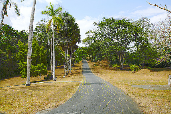 포토 JPG 해외이미지 나무 응시 도로 길 여행 잎 사람없음 컬러풀 걷기 자전거 하이킹 운전 가을 나뭇가지 시골 고속도로 변화 오솔길 땅 먼지 중고 소멸 해외202004 해외포토 식물 시선 계절 컬러 컨셉 교통시설 모션 레저 바이크 파일형식 이미지허브