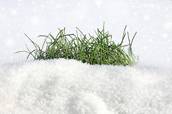 포토 JPG 해외이미지 식물 선 조각 백그라운드 컨셉 겨울 자연 불꽃 건강 풍경 사람없음 야외 가로 초록색 반짝임 햇빛 새싹 침묵 봄 활발 성장 흰색 시골 신선 선택 밀 부드러움 솜털 내추럴 줄서기 헌병 전경 해외202004 해외포토 계절 컬러 모션 불 곡류 태양 소리 군인 감각 생태계 파일형식 탑뷰 이미지허브