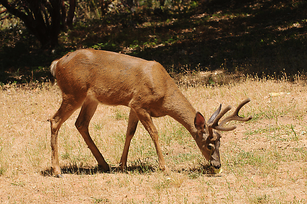 포토 JPG 해외이미지 동물 남자 야생동물 포유류 초식동물 사슴 뿔 사람없음 여름 달러 관찰 숲 반추동물 벨벳 해외202004 해외포토 계절 돈 모션 사람 실크 파일형식 이미지허브