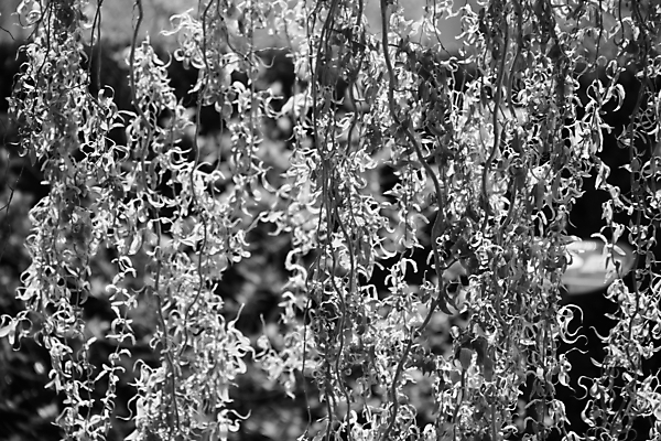 포토 JPG 해외이미지 나무 식물 공원 백그라운드 잎 자연 사람없음 야외 목재 초록색 환경 봄 성장 나뭇가지 숲 내추럴 해외202004 해외포토 계절 공공시설 컬러 재료 생태계 파일형식 이미지허브