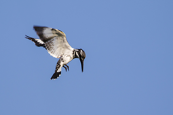 포토 JPG 해외이미지 주간 야생동물 자연 조류 하늘 사람없음 야외 파란색 사냥 물새 물총새 해외202004 해외포토 자연요소 동물 컬러 생태계 파일형식 이미지허브