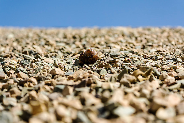 포토 JPG 해외이미지 동물 백그라운드 자연 연체동물 주택 사람없음 옆모습 가로 갈색 정원 회색 껍질 작음 오브젝트 원예 느림 기어가기 민달팽이 끈적임 해외202004 해외포토 뷰포인트 컬러 모션 무척추동물 취미 건물 크기 생태계 파일형식 달팽이_동물 이미지허브