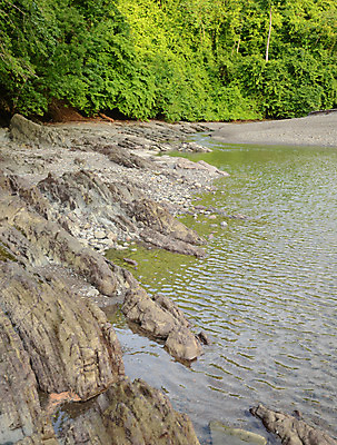 포토 JPG 해외이미지 나무 자연 풍경 사람없음 초록색 평화 신선 행운 황무지 중앙아메리카 신비 열대우림 순수 생태계 암초 내추럴 파나마 해외202004 해외포토 식물 컬러 컨셉 아메리카 남아메리카 숲 파일형식 이미지허브