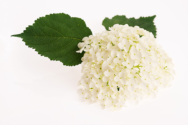 포토 JPG 해외이미지 식물 계절 꽃잎 꽃 줄기 백그라운드 잎 꽃무늬 농업 자연 추상 사람없음 머리 벚꽃 흰색 작음 수국 해외202004 해외포토 산업 컬러 무늬 신체부위 크기 생태계 파일형식 이미지허브