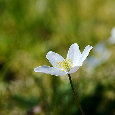 포토 JPG 해외이미지 식물 꽃잎 꽃 백그라운드 꽃무늬 자연 건강 사람없음 목재 햇빛 태양 정원 봄 벚꽃 흰색 시골 개화 꽃집 내추럴 아네모네 해외202004 해외포토 자연요소 나무 계절 컬러 무늬 재료 상점 생태계 파일형식 이미지허브
