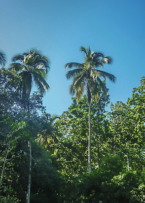 포토 JPG 해외이미지 나무 공원 여행 백그라운드 자연 하늘 손바닥 풍경 사람없음 세로 초록색 파란색 미국 행운 콜롬비아 숲 큼 남쪽 전국 해외202004 해외포토 식물 손 공공시설 컬러 컨셉 북아메리카 남아메리카 크기 방향 생태계 파일형식 이미지허브