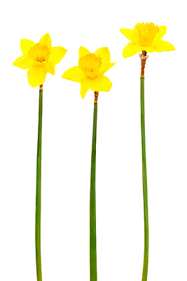 포토 JPG 해외이미지 식물 계절 꽃잎 꽃 문화 줄기 결혼 백그라운드 꽃무늬 패턴 오렌지 자연 휴가 발렌타인데이 선물 사랑 이벤트 사람없음 세로 초록색 노란색 침묵 봄 벚꽃 흰색 신선 떨어짐 꽃집 심볼 오브젝트 심플 수선화 고립 해외202004 해외포토 감정 컬러 컨셉 무늬 과일 데이이벤트 상점 소리 생태계 파일형식 이미지허브