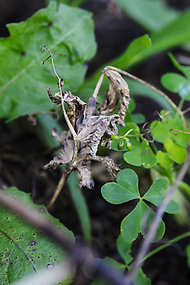 포토 JPG 해외이미지 식물 계절 컨셉 잎 패턴 자연 건조 사람없음 야외 초록색 여름 갈색 정원 손상 젖음 성장 가을 죽음 거친 닫기 떨어짐 그늘 묘사 질감 시들음 정맥 내추럴 옛날 해외202004 해외포토 컬러 무늬 모션 생태계 혈관 파일형식 이미지허브