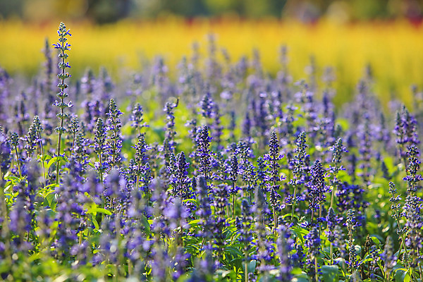 포토 JPG 해외이미지 식물 공원 꽃 꽃다발 백그라운드 밭 자연 사람없음 정원 보라색 벚꽃 개화 제비꽃 내추럴 해외202004 해외포토 공공시설 컬러 농업 생태계 파일형식 이미지허브