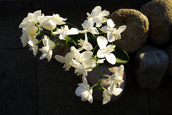 포토 JPG 해외이미지 식물 꽃 바닥 핀란드 사람없음 햇빛 흰색 난초 호접란 온실 헬싱키 해외202004 해외포토 컬러 북유럽 태양 파일형식 이미지허브