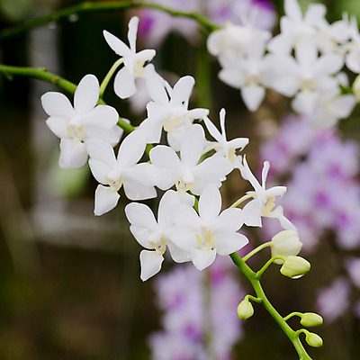 포토 JPG 해외이미지 스튜디오촬영 식물 꽃잎 줄기 사람없음 세로 컬러풀 한개 난초 우아함 흰배경 고립 해외202004 해외포토 1 꽃 컬러 백그라운드 컨셉 실내 흰색 파일형식 이미지허브