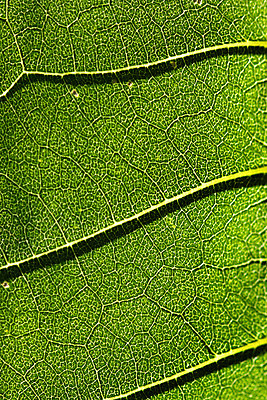 포토 JPG 해외이미지 식물 백그라운드 잎 패턴 자연 추상 사람없음 초록색 정원 봄 활발 닫기 묘사 유기농 내추럴 고립 생태학 해외202004 해외포토 웰빙 계절 교육 컬러 컨셉 무늬 모션 생태계 파일형식 이미지허브