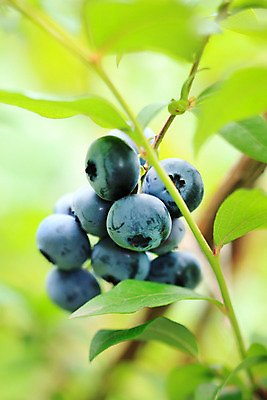 포토 JPG 해외이미지 나무 식물 계절 열매 음식 농업 과일 재료 건강 사람없음 초록색 파란색 농장 수확 신선 수비 유기농 블루베리 날것 암 내추럴 숙성 월귤 채식주의자 비건 해외202004 해외포토 웰빙 산업 컬러 모션 질병 채식 파일형식 이미지허브