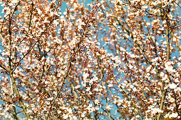 포토 JPG 해외이미지 나무 식물 계절 공원 꽃잎 꽃 분홍색 백그라운드 잎 꽃무늬 밭 과일 자연 하늘 풍경 사람없음 야외 파란색 빛 컬러풀 정원 일본 맑음 봄 성장 벚꽃 흰색 나뭇가지 신선 개화 체리 묘사 아몬드 대야 내추럴 워싱턴 해외202004 해외포토 공공시설 아시아 컬러 무늬 농업 날씨 미국 견과류 생태계 파일형식 이미지허브