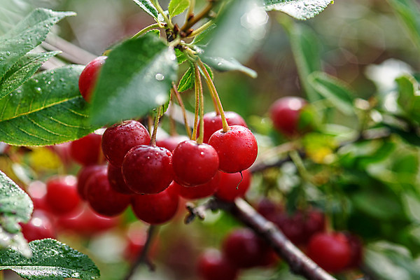 포토 JPG 해외이미지 나무 식물 열매 음식 잎 농업 과일 자연 건강 사람없음 빨간색 초록색 여름 정원 물방울 나뭇가지 체리 달콤 이슬 원예 해외202004 해외포토 계절 산업 컬러 취미 맛 생태계 파일형식 이미지허브