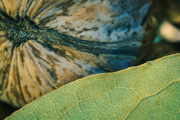 포토 JPG 해외이미지 계절 음식 백그라운드 농업 다이어트 과일 재료 자연 건조 건강 씨앗 사람없음 갈색 견과류 껍질 가을 흰색 신선 그룹 닫기 맛 유기농 질감 알맹이 날것 호두 흙더미 내추럴 숙성 식용 채식주의자 많음 해외202004 해외포토 식물 웰빙 산업 컬러 컨셉 모션 흙 생태계 채식 파일형식 더미 이미지허브