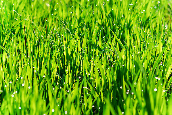 포토 JPG 해외이미지 식물 구름 음식 밭 농업 자연 벽지 하늘 아침 풍경 사람없음 야외 초록색 여름 파란색 농작물 태양 농장 맑음 봄 활발 성장 시골 4월 땅 시리얼 밀 밭일 이상 해외202004 해외포토 주간 자연요소 계절 산업 컬러 컨셉 날씨 곡류 날짜 생태계 파일형식 이미지허브