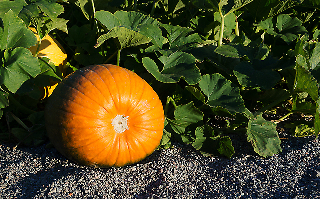 포토 JPG 해외이미지 식물 음식 백그라운드 잎 채소 자연 호박 건강 사람없음 야외 초록색 컬러풀 정원 할로윈 수확 성장 가을 유기농 원예 내추럴 채식주의자 많음 해외202004 해외포토 웰빙 계절 컬러 컨셉 농업 취미 생태계 채식 파일형식 이미지허브