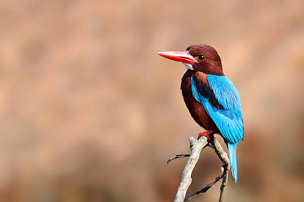 포토 JPG 해외이미지 나무 야생동물 태국 자연 조류 사람없음 야외 초록색 컬러풀 나뭇가지 황무지 서식지 남쪽 물총새 해외202004 해외포토 식물 동물 아시아 컬러 방향 생태계 파일형식 이미지허브