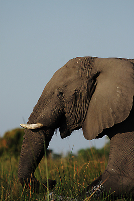 포토 JPG 해외이미지 동물 야생동물 포유류 아프리카 자연 코끼리 사람없음 초록색 회색 습지 큼 사파리 보츠와나 해외202004 해외포토 나라 컬러 크기 생태계 파일형식 이미지허브