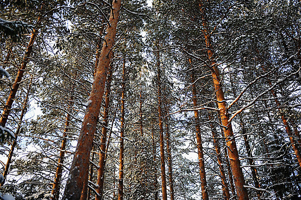 포토 JPG 해외이미지 나무 계절 공원 백그라운드 겨울 자연 하늘 날씨 풍경 사람없음 야외 목재 파란색 햇빛 태양 냉동 얼음 봄 추위 흰색 나뭇가지 시골 신선 소나무 숲 12월 서리 러시아 장면 침엽수 전나무 1월 2월 눈내림 해외202004 해외포토 자연요소 식물 공공시설 유럽 컬러 재료 눈_날씨 날짜 생태계 파일형식 이미지허브