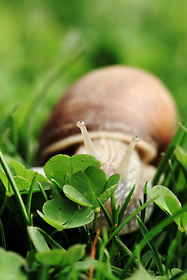 포토 JPG 해외이미지 식물 동물 1 계절 음식 백그라운드 잎 밭 모션 자연 생물 연체동물 안테나 나선형 사람없음 초록색 갈색 정원 봄 신선 행운 클로버 작음 먹기 느림 기어가기 고립 해외202004 해외포토 컬러 컨셉 무늬 농업 통신 무척추동물 크기 생태계 파일형식 이미지허브